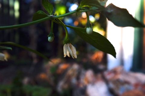 Chilli flower