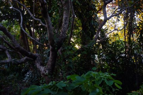 Evening light through trees 2