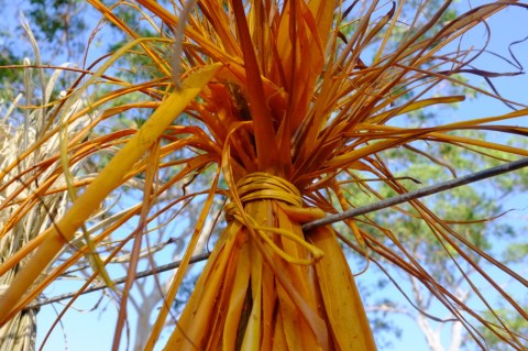 dyed pandanas drying in the sun