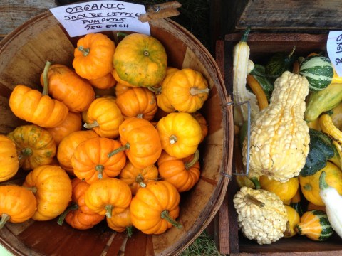 pumpkins and squash